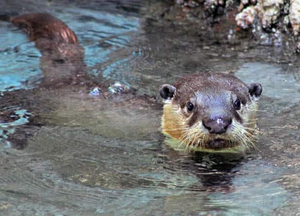動物図鑑・ツメナシカワウソ